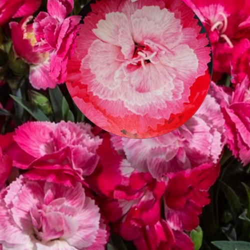 Dianthus caryophyllus 'Sweet Pleasure®M Rose Bicolor' - Aednelk 'Sweet Pleasure®M Rose Bicolor' P9/0,55L     